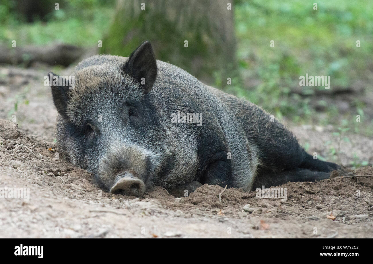 Wild boar (Sus scrofa) male resting in wallow. Animal Park, Hann-Munden,  Lower Saxony, Germany. Captive Stock Photo - Alamy