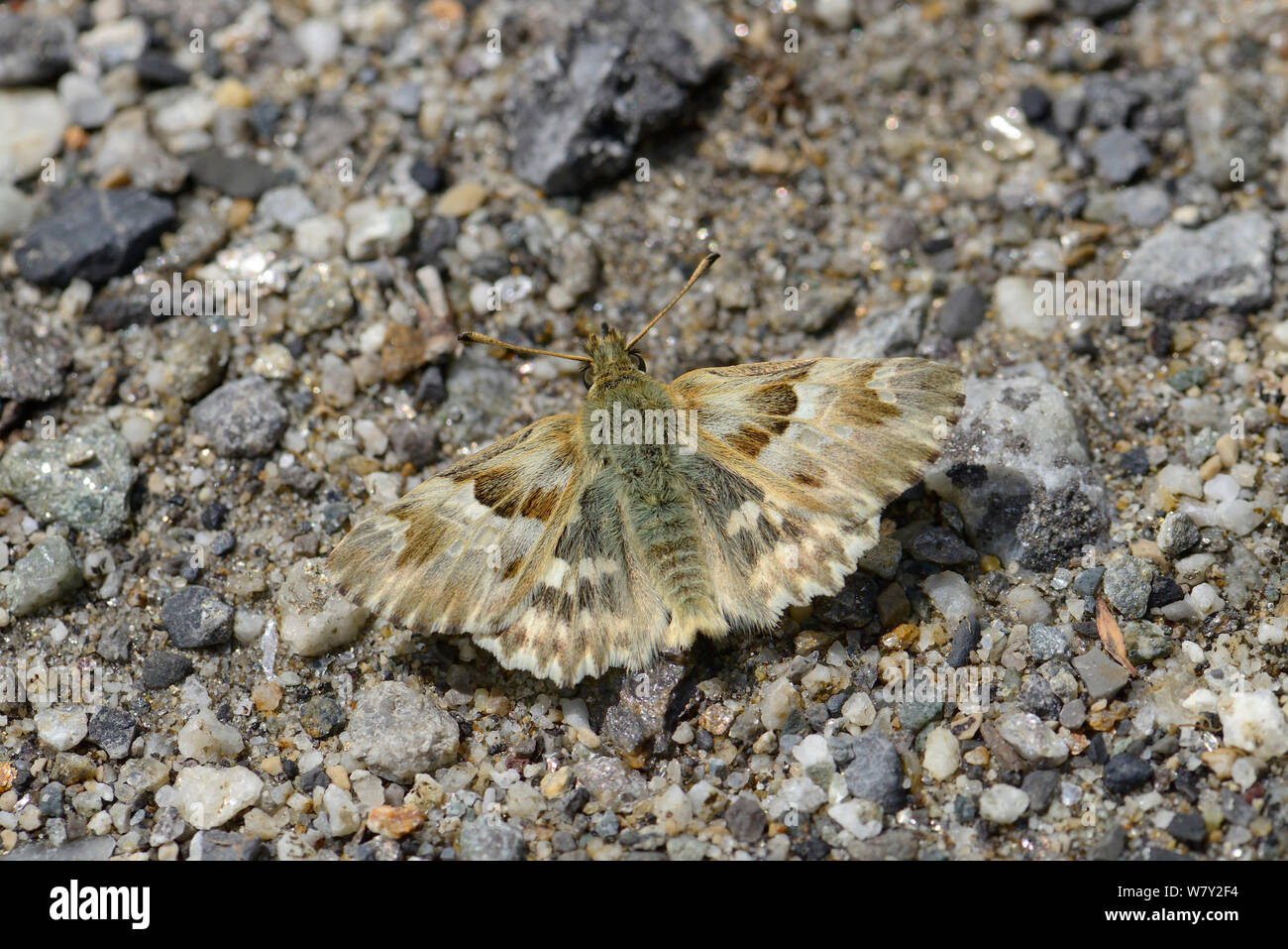Marbled Skipper butterfly (Carcharodus lavatherae) on rock, Mercantour National Park, Provence, France, June. Stock Photo