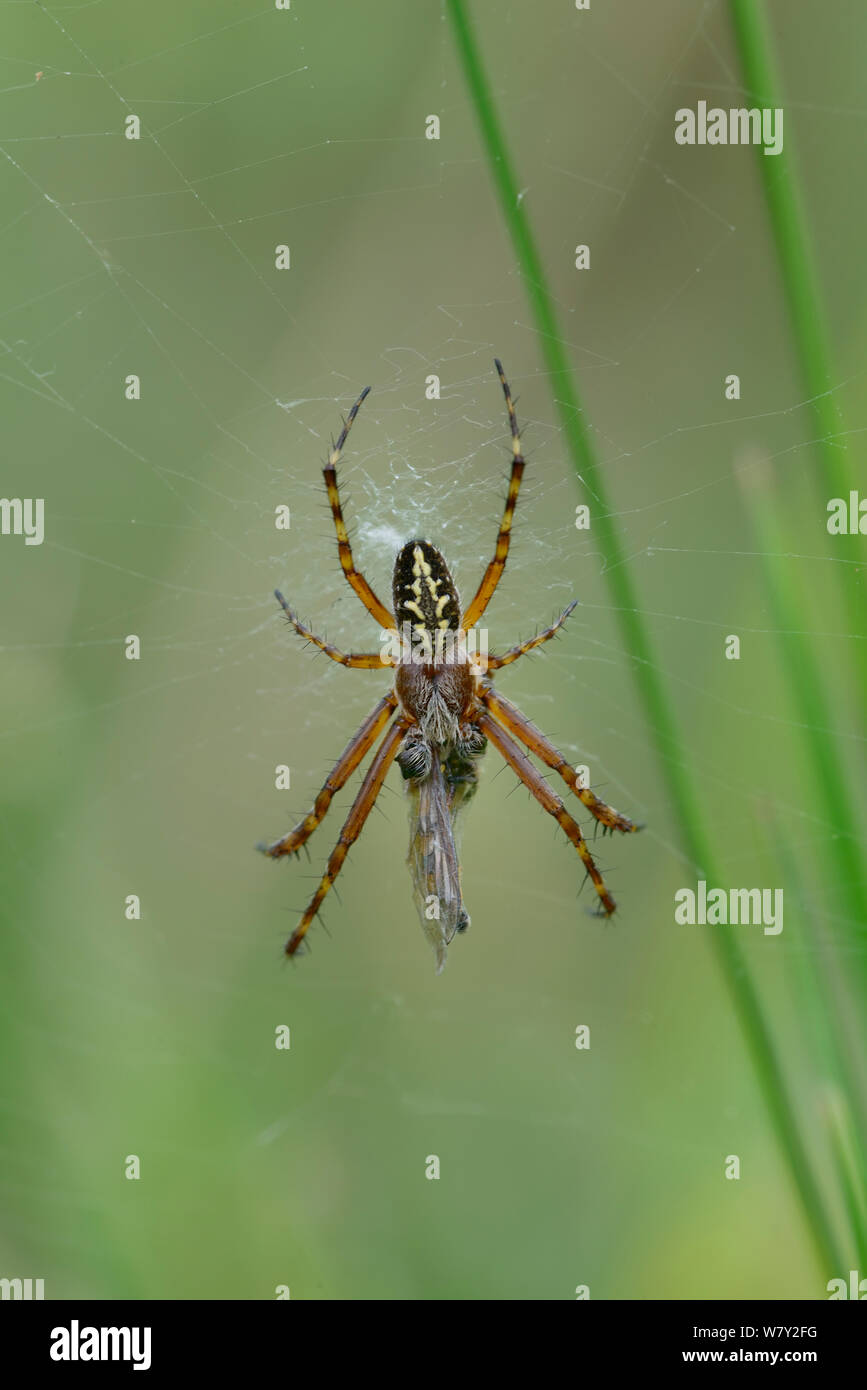 Oak Spider (Aculepeira ceropegia) feeding on prey, Isola village, Mercantour National Park, Provence, France, July. Stock Photo