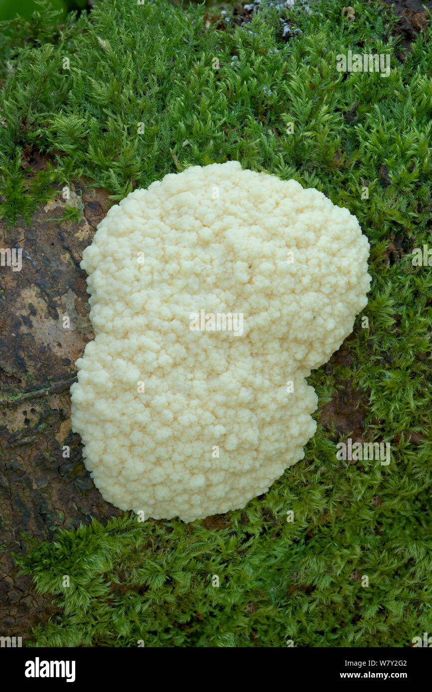 Slime Mould (Mucilago crustacea) Clare Glen, Tandragee, County Armagh, Ireland, April. Stock Photo