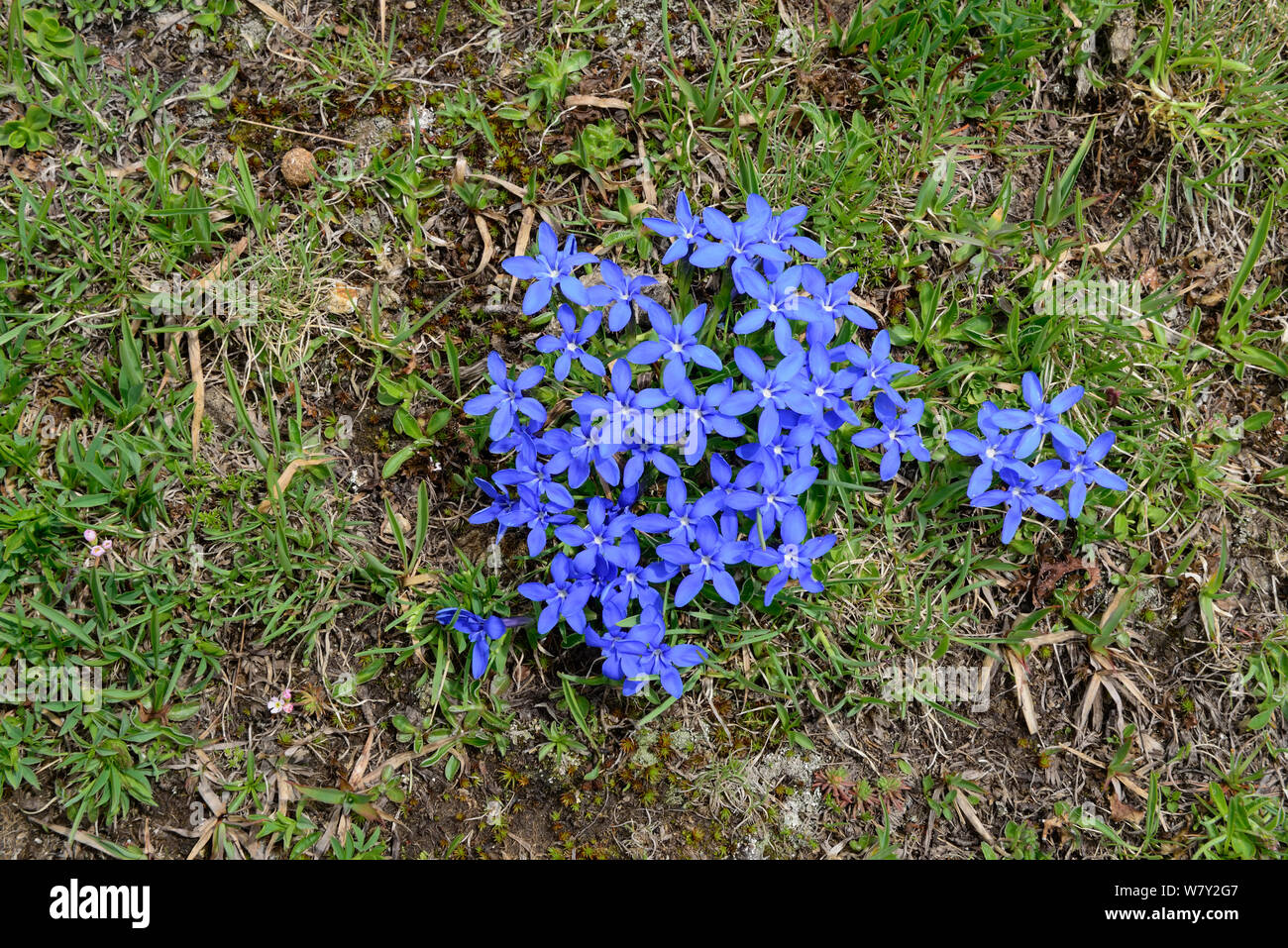 Spring Gentian (Gentiana verna) in flower, Col du Lombardie, Mercantour National Park, Provence, France, June. Stock Photo