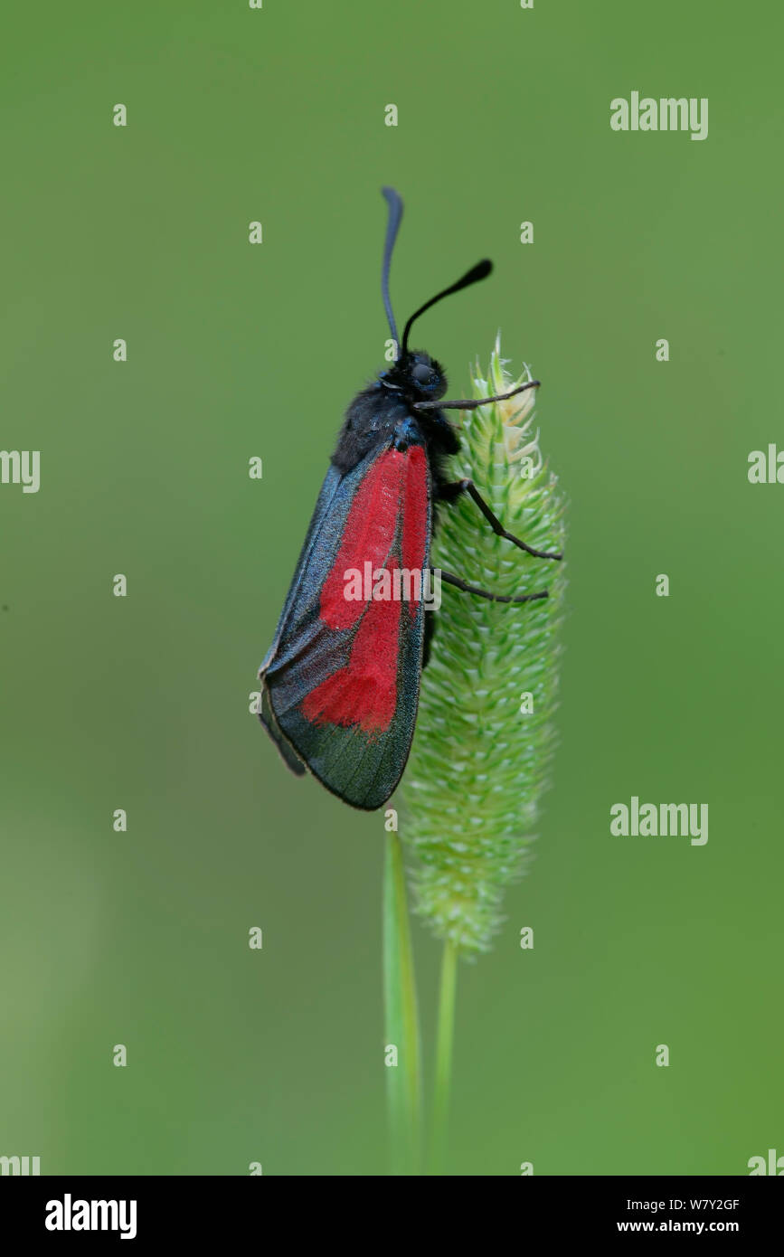 Transparent Burnet Moth (Zygaena purpuralis) Mercantour National Park, Provence, France, June. Stock Photo