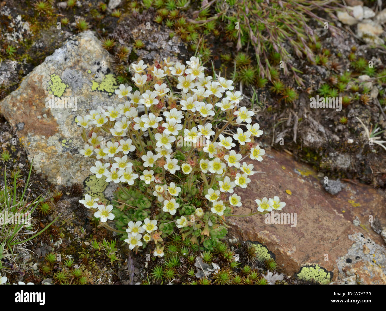 Tufted Saxifrage (Saxifraga cespitosa) growing on the rocks, Col du Lombardie, Mercantour National Park, Provence, France, June. Stock Photo