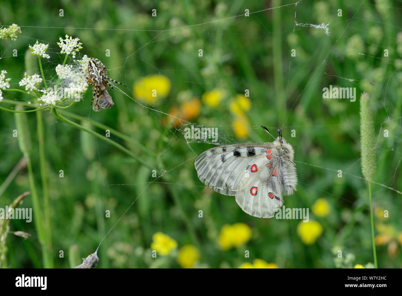 Apollo (Parnassius apollo) caught in webs of Oak spider (Aculepeira ceropegia) which is feeding on bee, Col du Lombardie, Isola village, Mercantour National Park, Provence, France, July, July. Stock Photo