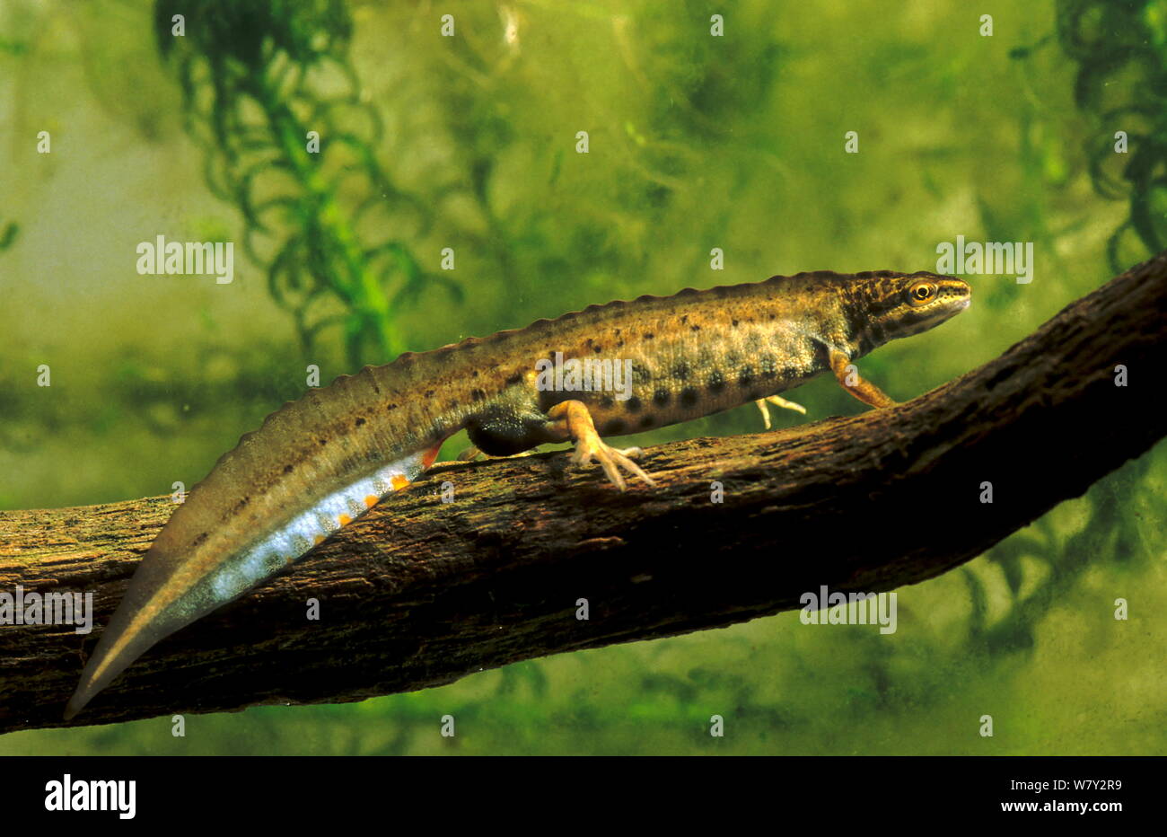 Common newt / Smooth newt (Triturus vulgaris) male in breeding colouration. South-west London, UK. Stock Photo