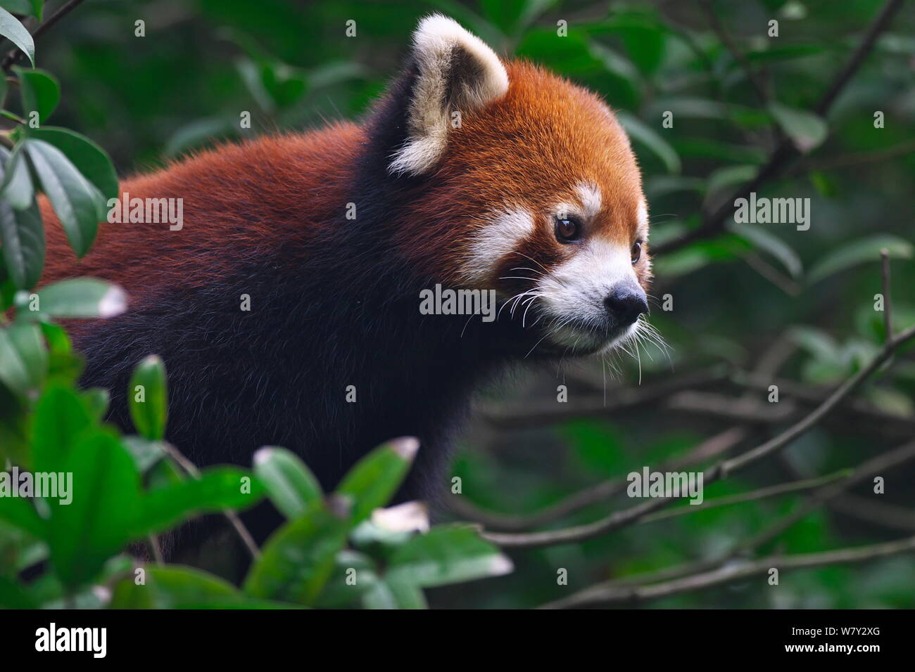 Red Panda (Ailurus fulgens) portrait, Wolong National Nature Reserve, Wenchuan County, Sichuan Province, China. Stock Photo