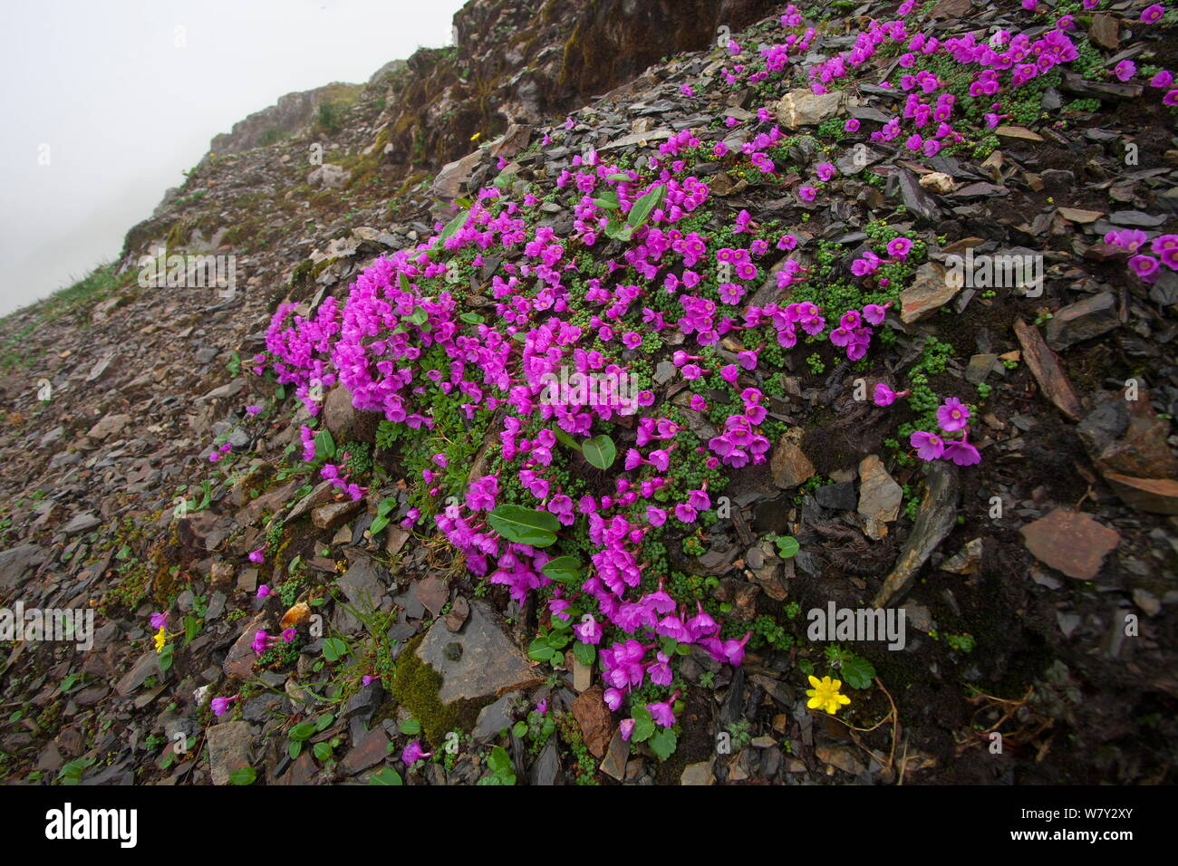 Purple flowers (Androsace delavayi) Kawakarpo Mountain, Meri Snow Mountain National Park, Yunnan Province, China. Stock Photo