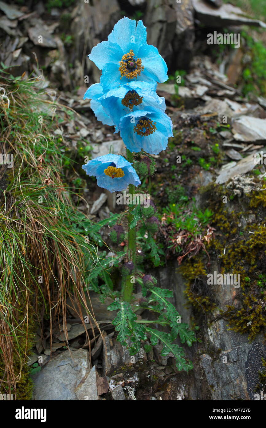 Blue poppy (Meconopsis speciosa) Kawakarpo Mountain, Meri Snow Mountain