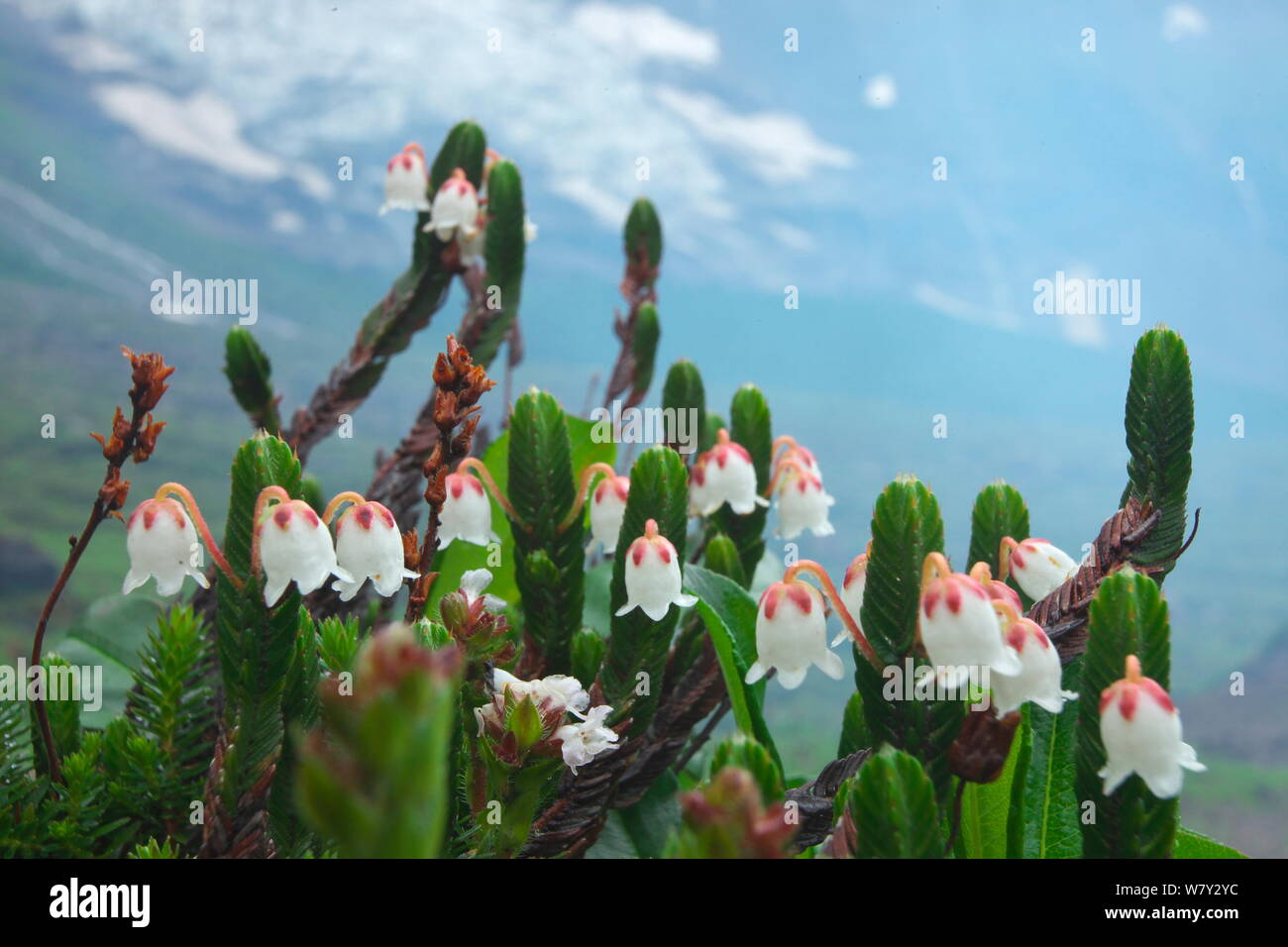 Heather flower (Cassiope selaginoides) Kawakarpo Mountain, Meri Snow Mountain National Park, Yunnan Province, China. Stock Photo