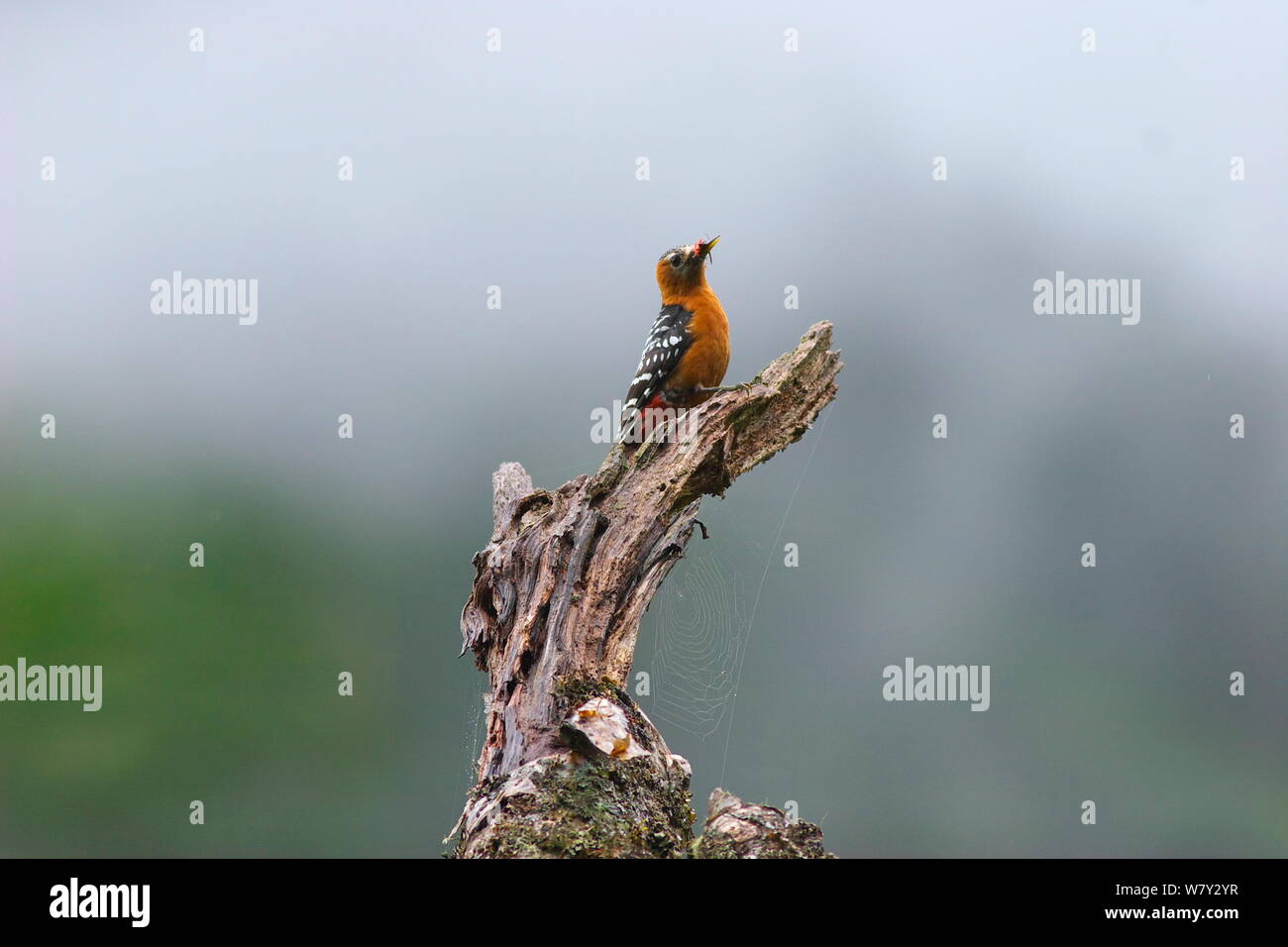Rufous-bellied Woodpecker (Dendrocopos hyperythrus) with insect prey in beak, perched on snag, Kawakarpo Mountain, Meri Snow Mountain National Park, Yunnan Province, China. Stock Photo