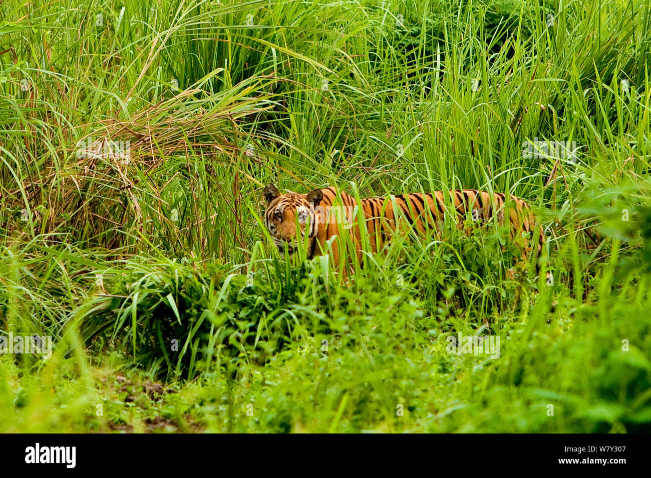 A 4K ultra HD mobile wallpaper showcasing a regal and magnificent Bengal  Tiger, camouflaged in the tall grasses of its natural habitat, its piercing  eyes revealing its predatory nature