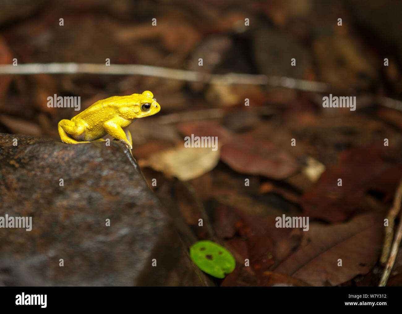 Asian Common toad (Duttaphrynus melanostictus) in mating colours.  Honnavar, India. Stock Photo