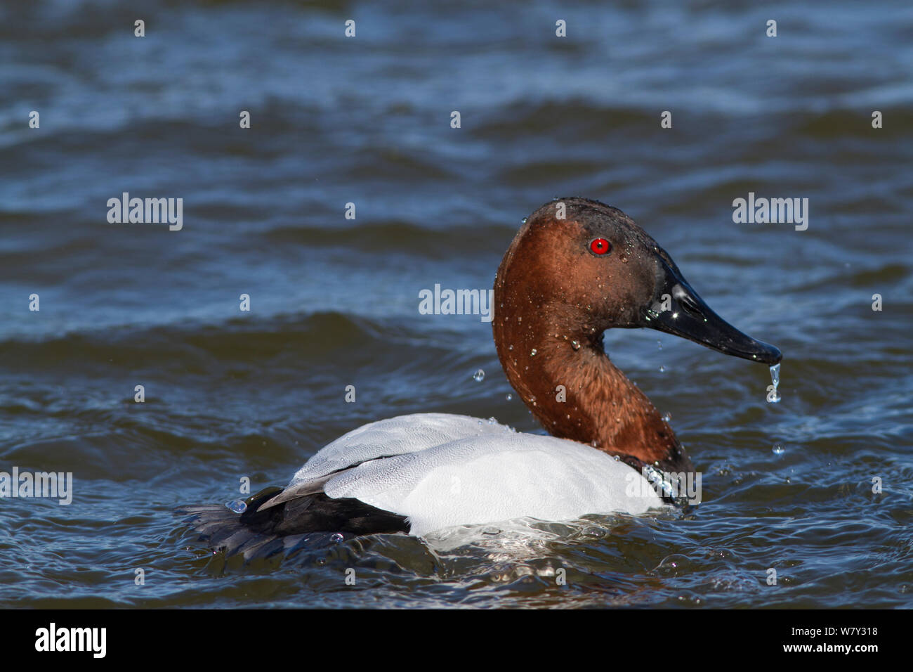 Canvasback duck (Aythya valisimeria) drake emerging from dive