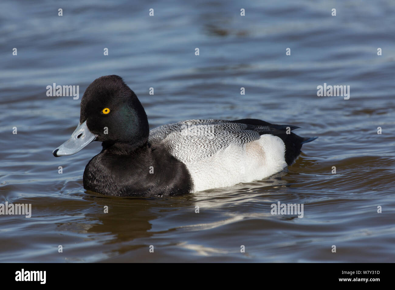 Lesser Scaup duck (Aythya affinis) drake, wintering on Choptank River
