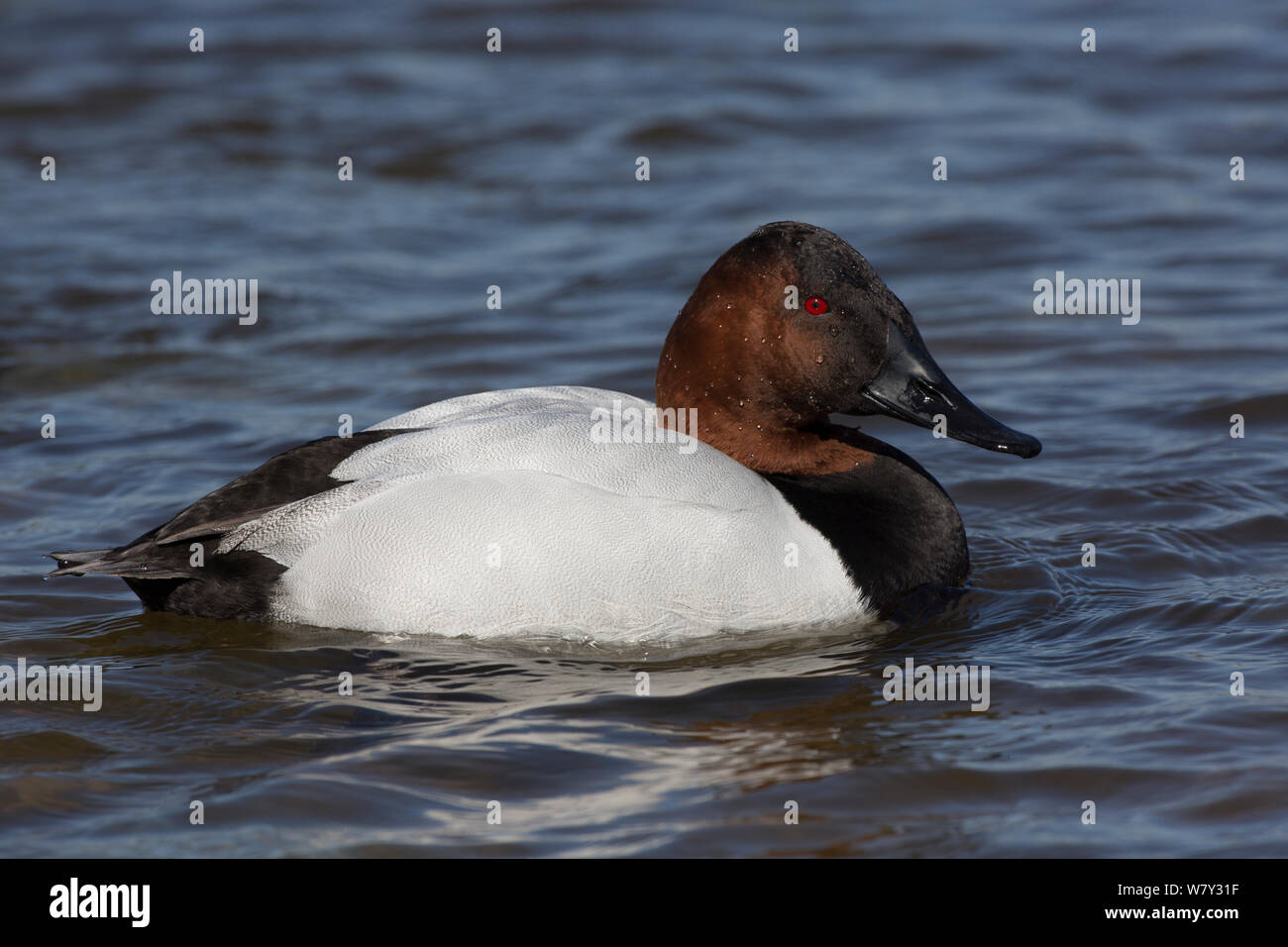 Canvasback duck (Aythya valisimeria) drake wintering on Choptank River