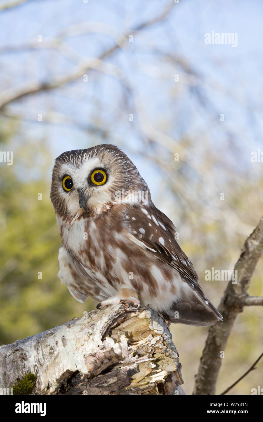 Northern saw whet owl (Aegolius acadicus) perched, Connecticut, USA