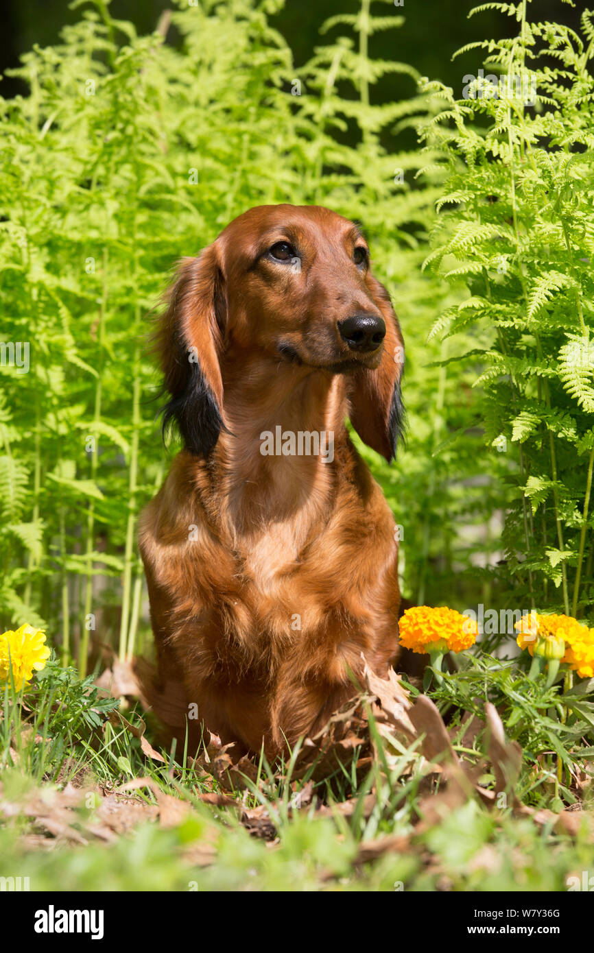 Dachshund Long Haired Stock Photos Dachshund Long Haired Stock