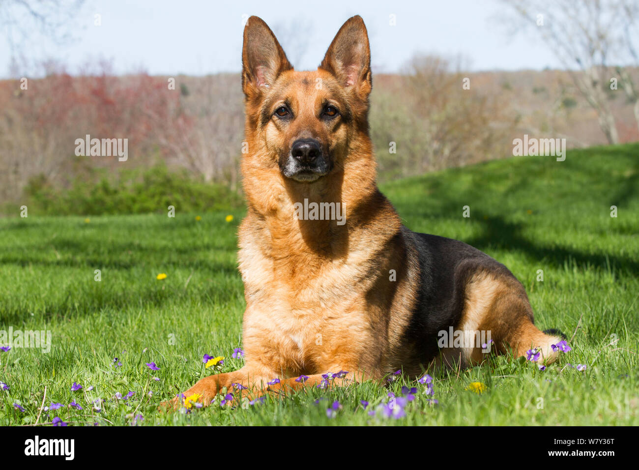 German Shepherd Dog resting in grassland, Canterbury, Connecticut, USA Stock Photo