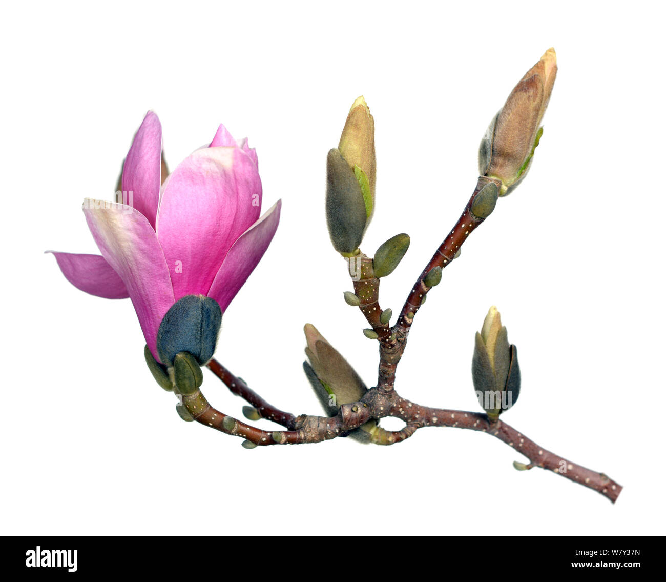 a beautiful magnolia branch isolated on white background Stock Photo ...