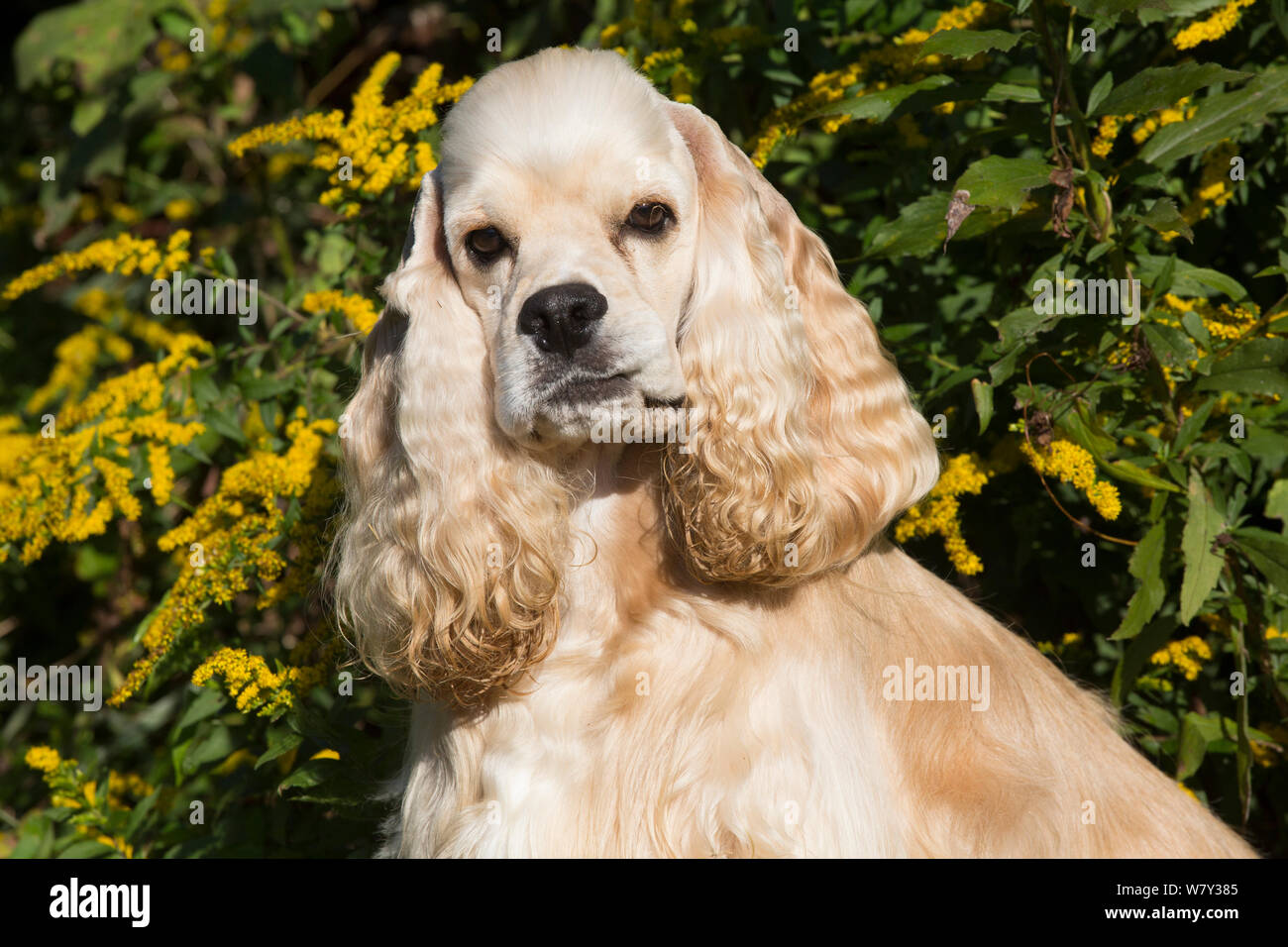 Cocker spaniel ear hires stock photography and images Alamy