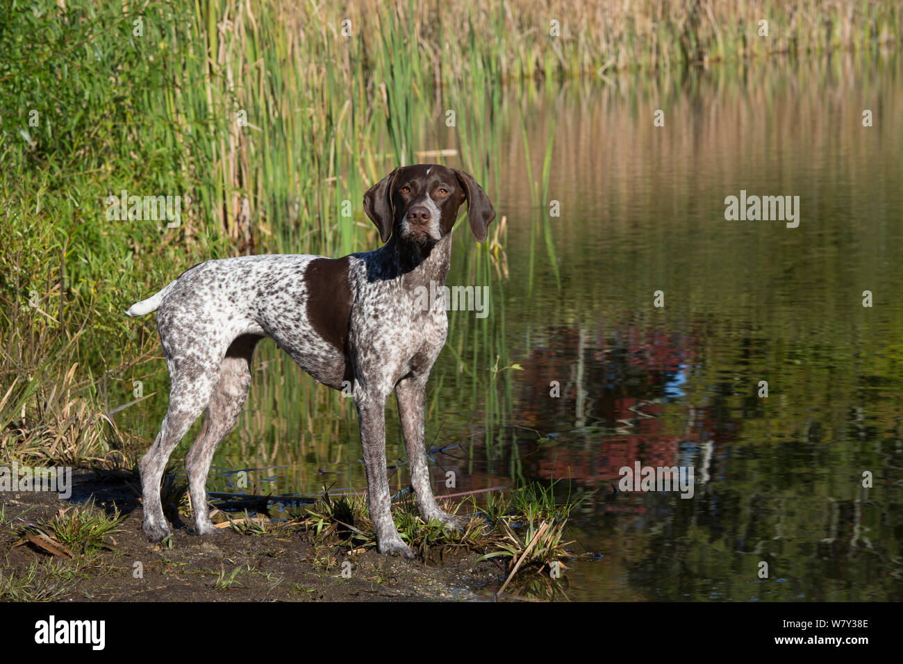 pointer female