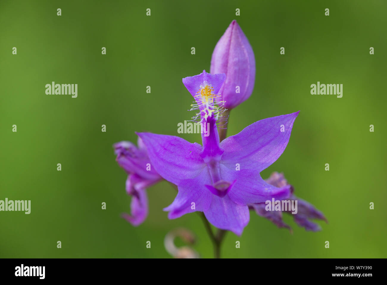 Grass pink orchid (Calopogon tuberosa)  East Haddam, Connecticut, USA, July. Stock Photo