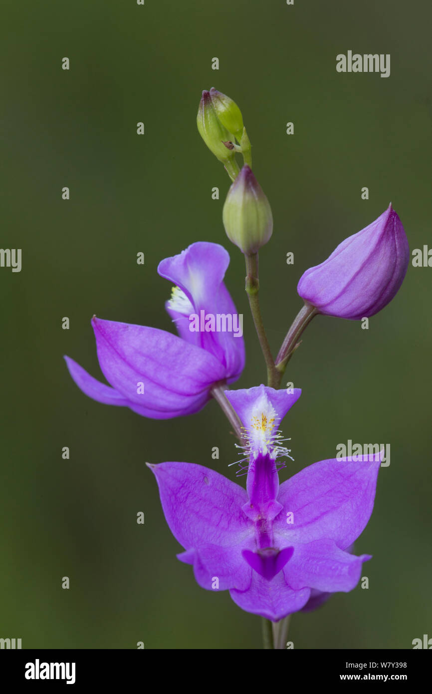 Grass pink orchid (Calopogon tuberosa)  East Haddam, Connecticut, USA, July. Stock Photo