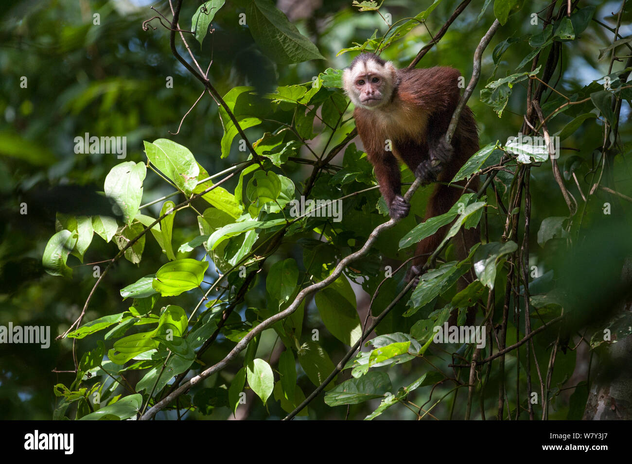 Shock headed capuchin hires stock photography and images Alamy