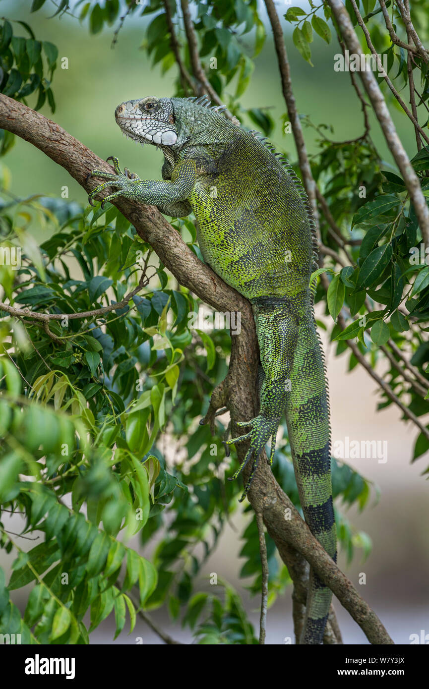 Green Iguana (Iguana iguana) male basking in bush overhanging the Ariporo River, Hato La Aurora Reserve, Los Llanos, Colombia, South America. Stock Photo