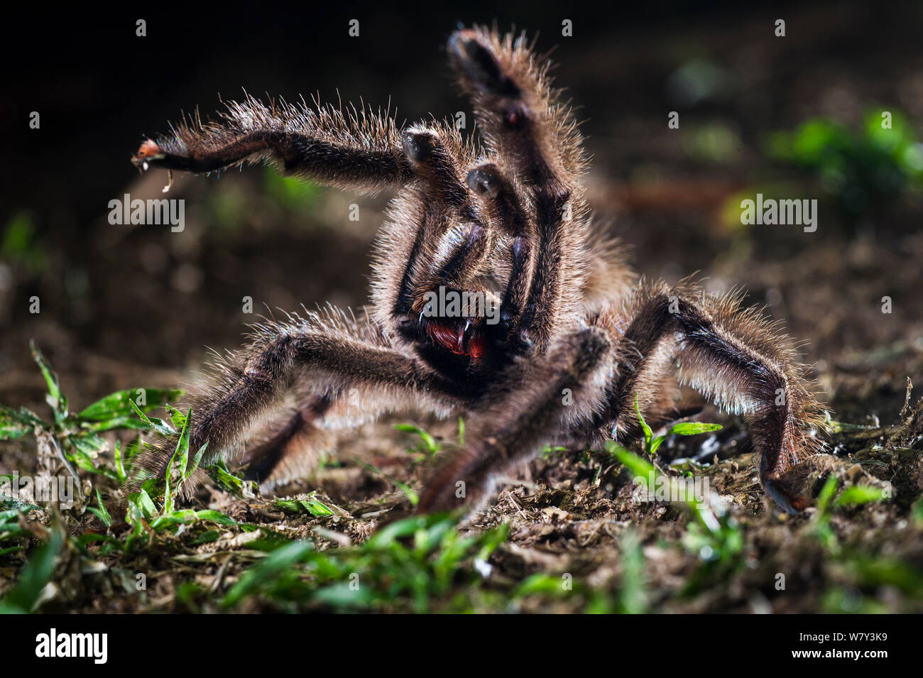 Colombian Pink-toed Tarantula (Avicularia metallica) in defensive posture, Paujil Nature Reserve, Magdalena Valley, Colombia, South America. Stock Photo
