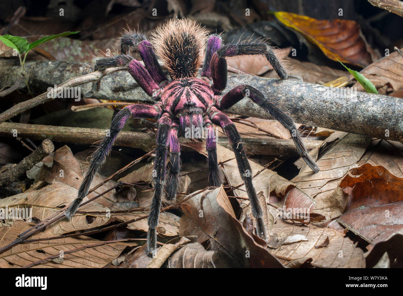 Colombian Purple Bloom Tarantula (Xenesthis immanis), Paujil Nature Reserve, Magdalena Valley, Colombia, South America. Stock Photo