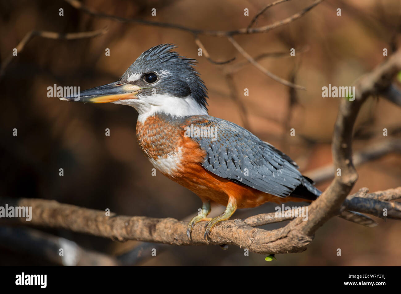 Ringed Kingfisher (Megaceryle torquata), Cuiaba River, northern Pantanal, Mato Grosso State, Brazil, South America. Stock Photo