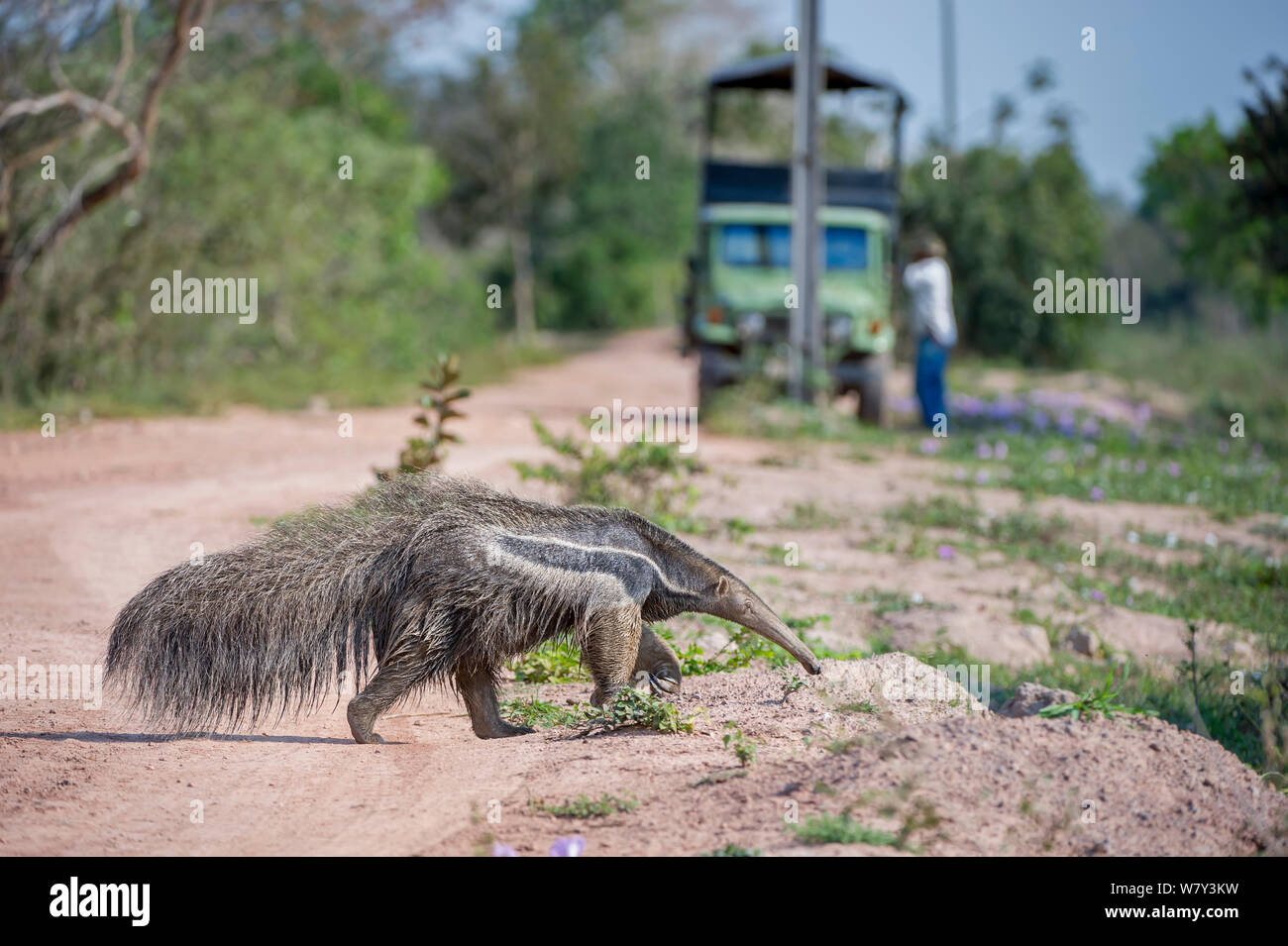 Adult Giant Anteater (Myrmecophaga tridactyla) crossing the Transpantaneira Highway. Northern Pantanal, Moto Grosso State, Brazil, South America. Stock Photo