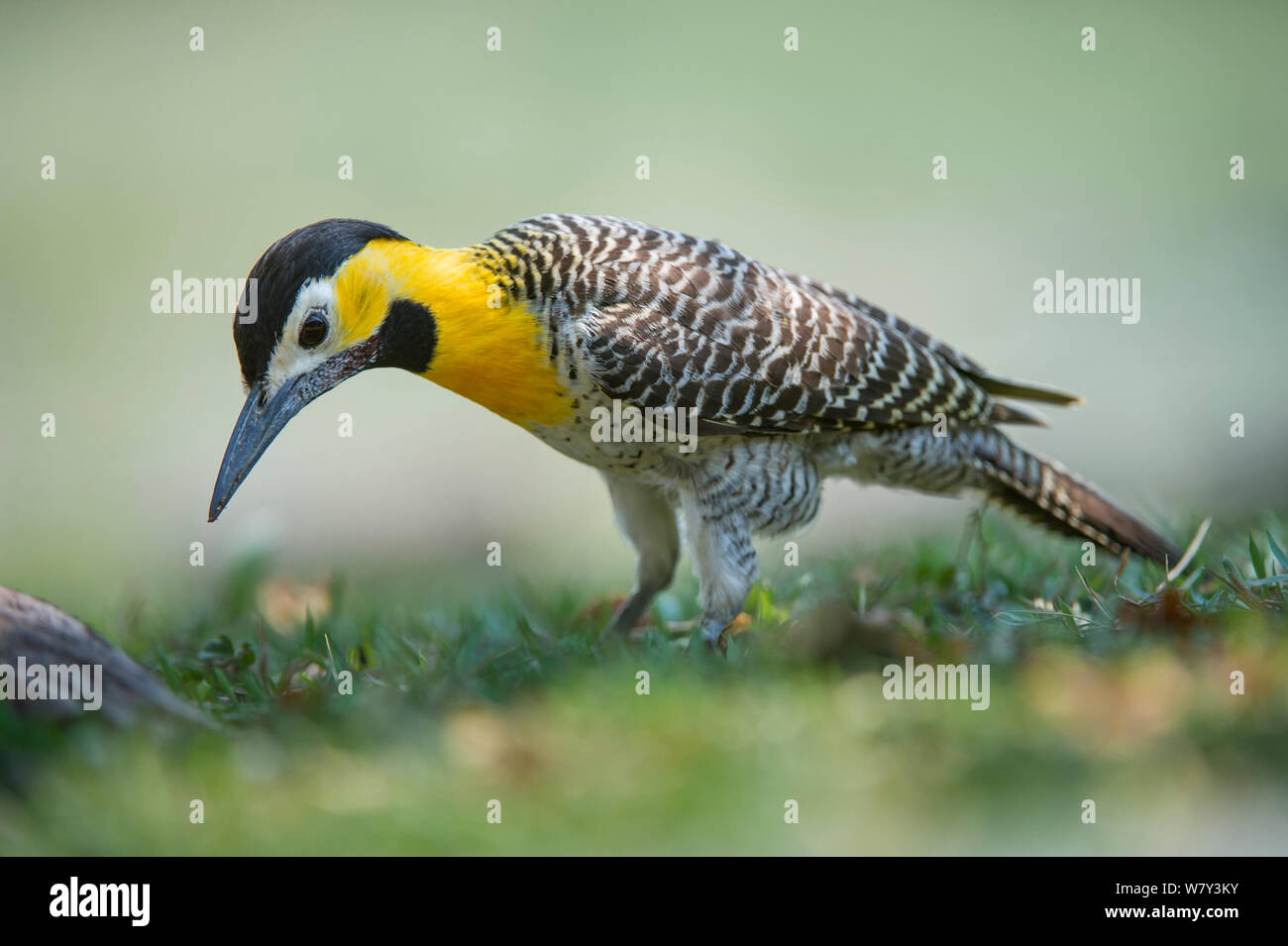 Campo Flicker (Colaptes campestris) feeding on the ground, Northern Pantanal, Moto Grosso State, Brazil, South America. Stock Photo