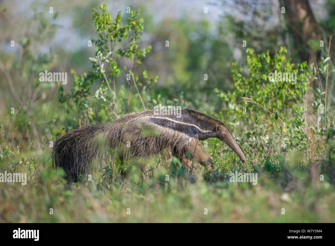 Adult Giant Anteater (Myrmecophaga tridactyla)  foraging, Northern Pantanal, Moto Grosso State, Brazil, South America. Stock Photo