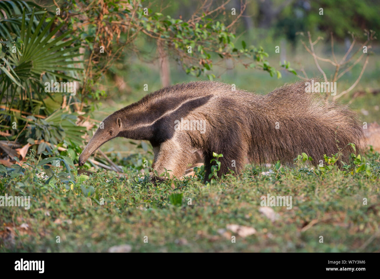 Adult Giant Anteater (Myrmecophaga tridactyla)  foraging, Northern Pantanal, Moto Grosso State, Brazil, South America. Stock Photo