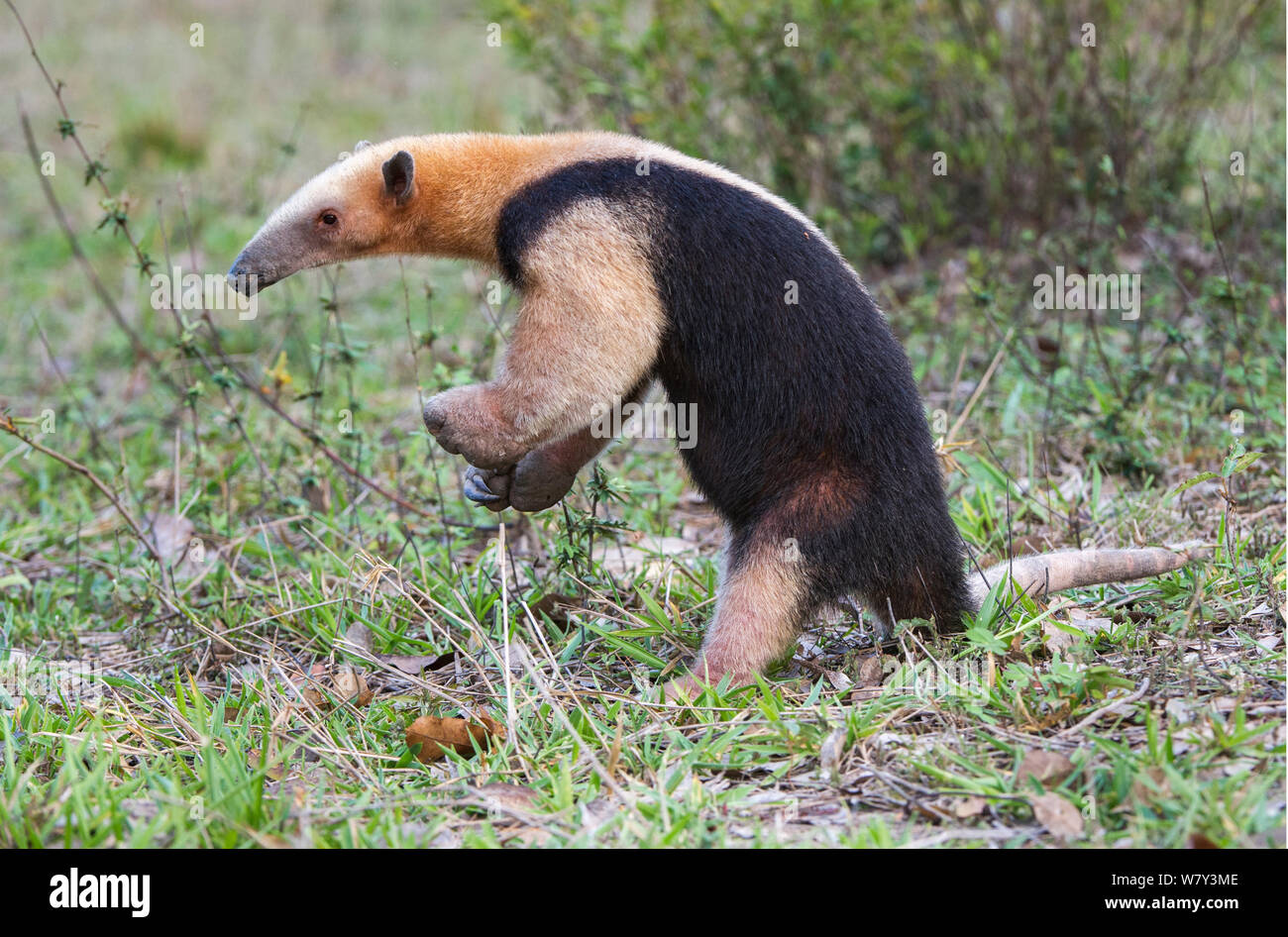 Southern Tamandua (Tamandua tetradactyla) in defensive posture, Northern Pantanal, Mato Grosso State, Brazil, South America. Stock Photo