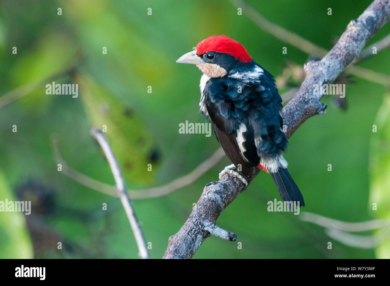 Male Black-girdled Barbet (Capito dayi) perched in rainforest canopy. Cristalino State Park, Amazonia, Brazil, South America. Stock Photo