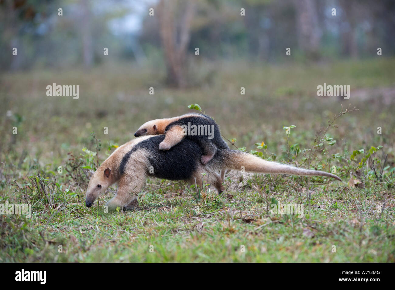 Southern Tamandua (Tamandua tetradactyla) female carrying young on her back, Northern Pantanal, Mato Grosso State, Brazil, South America. Stock Photo