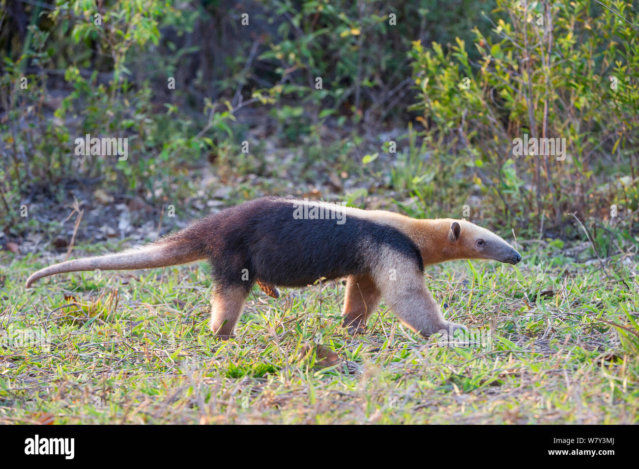 Southern Tamandua (Tamandua tetradactyla), Northern Pantanal, Mato Grosso State, Brazil, South America. Stock Photo