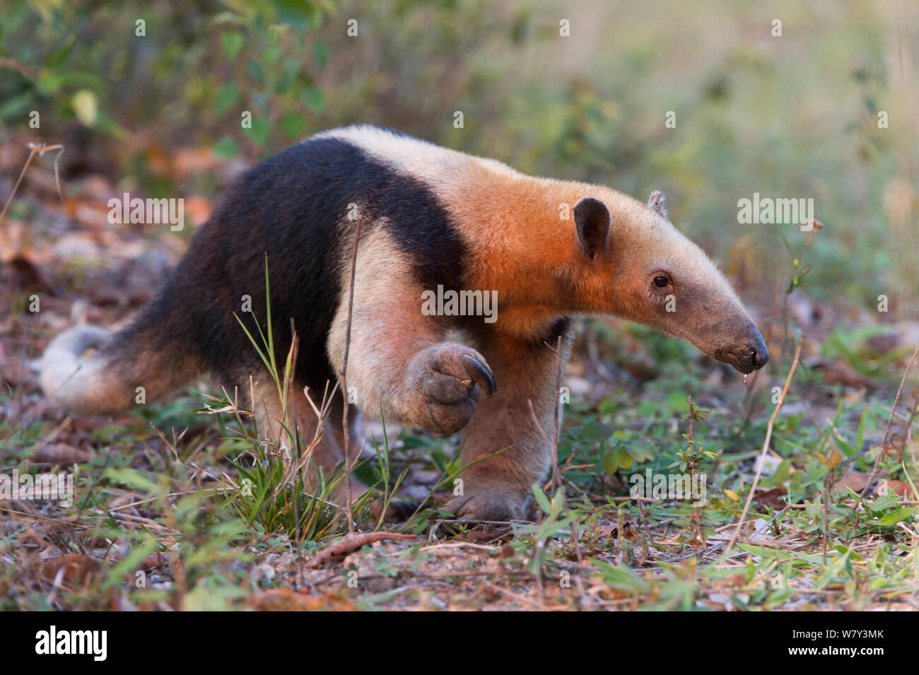 Southern Tamandua (Tamandua tetradactyla), Northern Pantanal, Mato Grosso State, Brazil, South America. Stock Photo