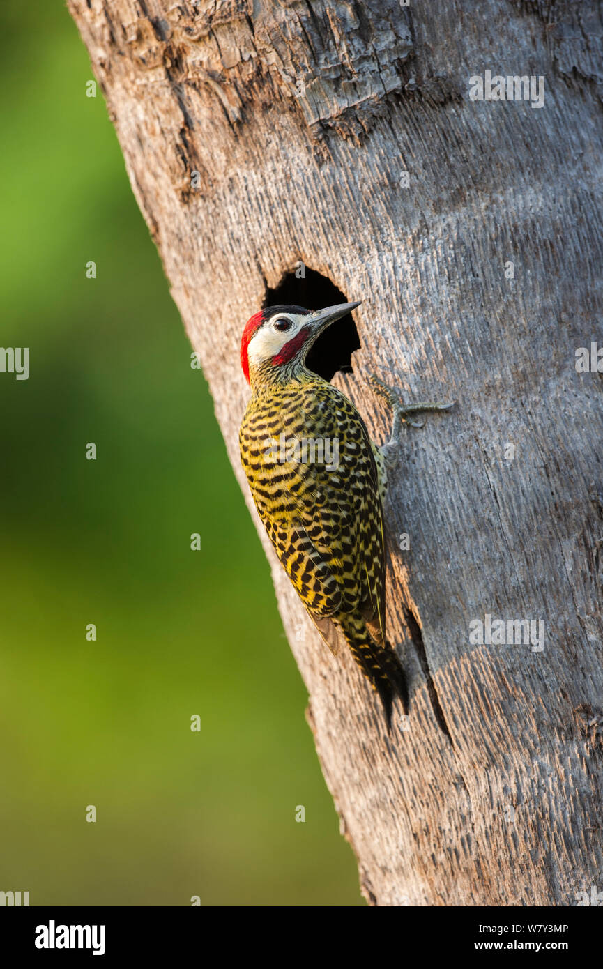 Green-banded Woodpecker (Colaptes melanochloros) at nest hole, Araras Lodge, northern Pantanal, Mato Grosso, Brazil, South America. Stock Photo