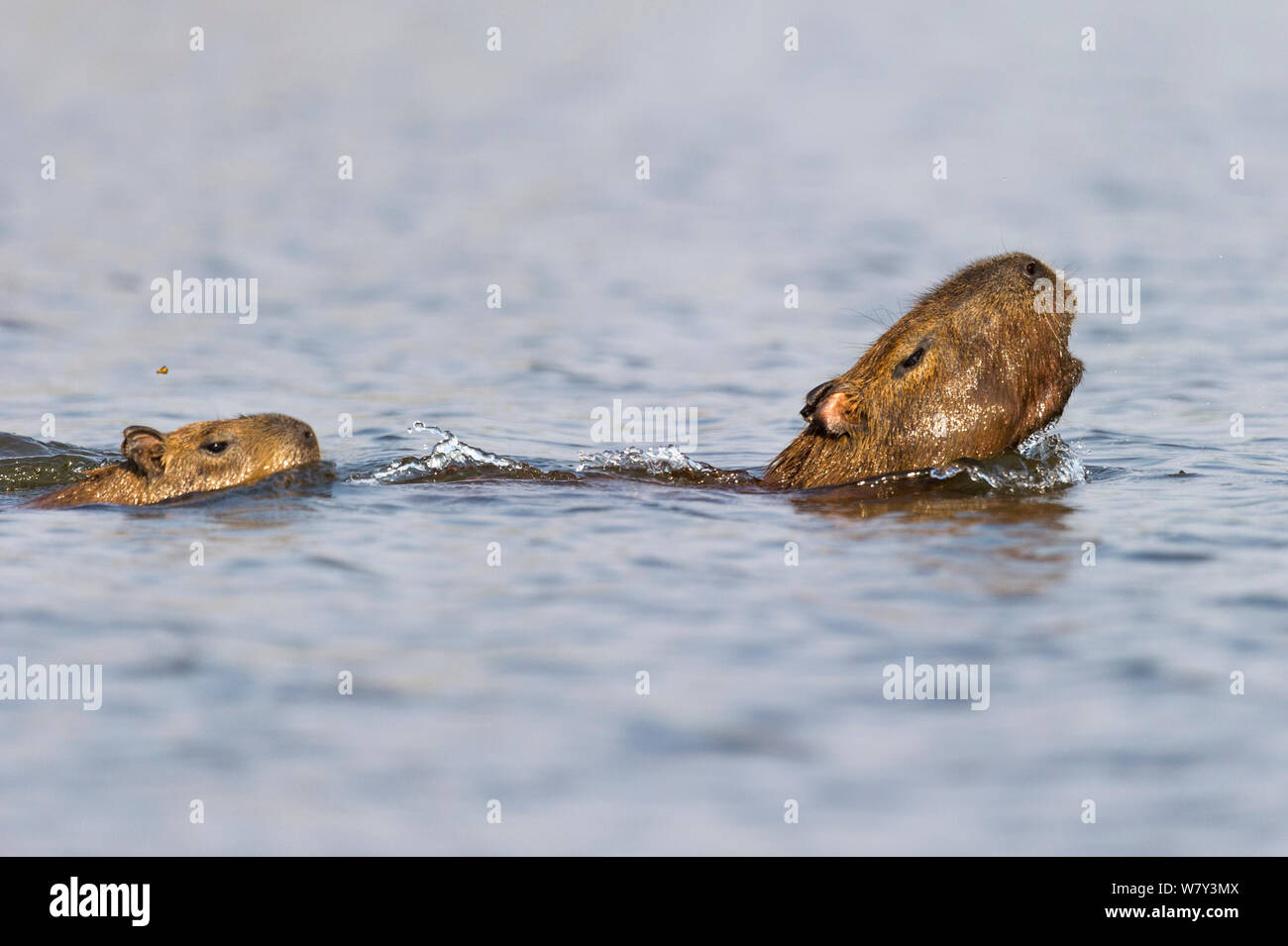 Female Capybara (Hydrochoerus hydrochaeris) swimming with young and alarm calling after escaping a Jaguar attack (Panthera onca palustris) in a lagoon off the Paraguay River, Taiama Ecological Reserve, Pantanal, Brazil, South America. Stock Photo