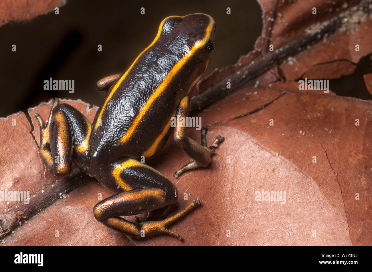 Yellow-striped Poison Dart Frog (Dendrobates truncatus) in leaf litter on forest floor, Paujil Nature Reserve, Magdalena Valley, Colombia, South America. Stock Photo