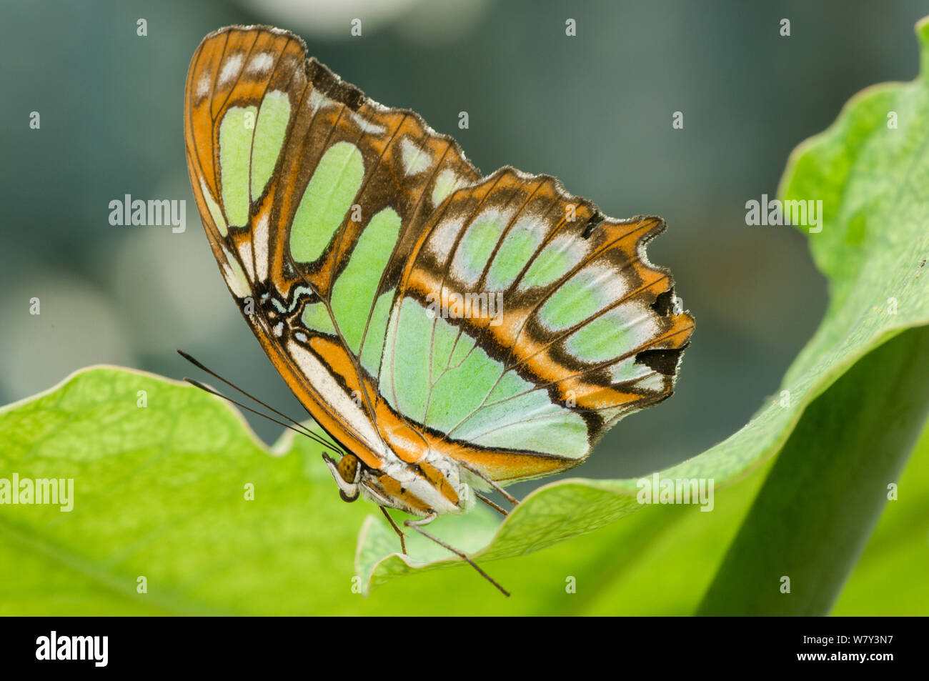 Malachite Butterfly (Siproeta stelenes) on leaf, forest near Napo River, Amazonia, Ecuador, South America. Stock Photo