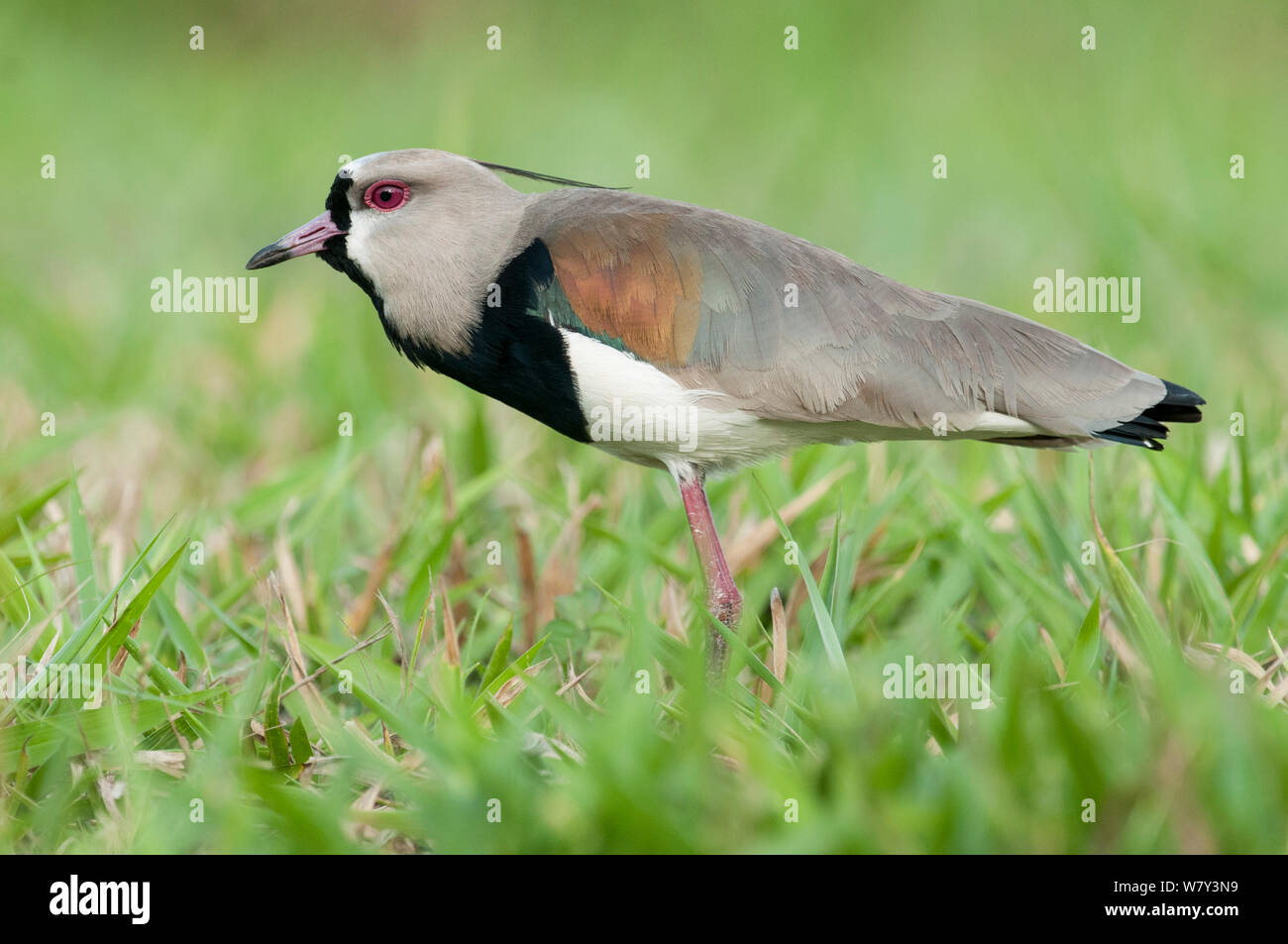 Male Southern Lapwing (Vanellus chilensis) displaying in grasslands. Chapada dos Guimaraes, Brazil, South America. Stock Photo