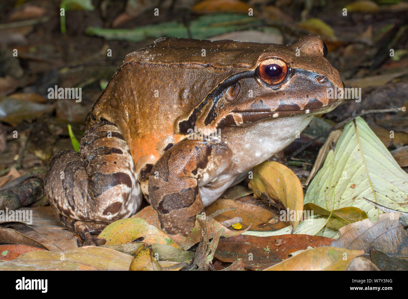 Smokey Jungle Frog (Leptodactylus pentadactylus), forests near Napo River, Amazonia, Ecuador, South America. Stock Photo