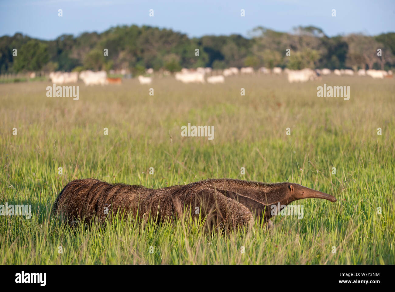 Adult Giant Anteater (Myrmecophaga tridactyla) walking across savannah with Zebu Cattle (Bos primigenius indicus) grazing in background. Near Unamas Private Reserve, Los Llanos, Colombia, South America. Stock Photo