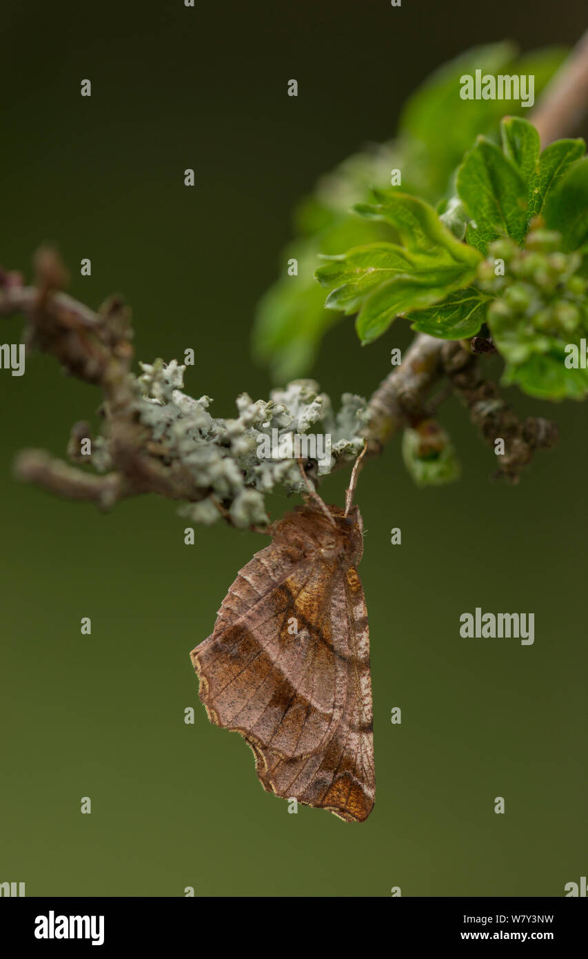 Early thorn moth (Selenia dentaria) at rest on hawthorn, Sheffield, England, UK, April. Stock Photo