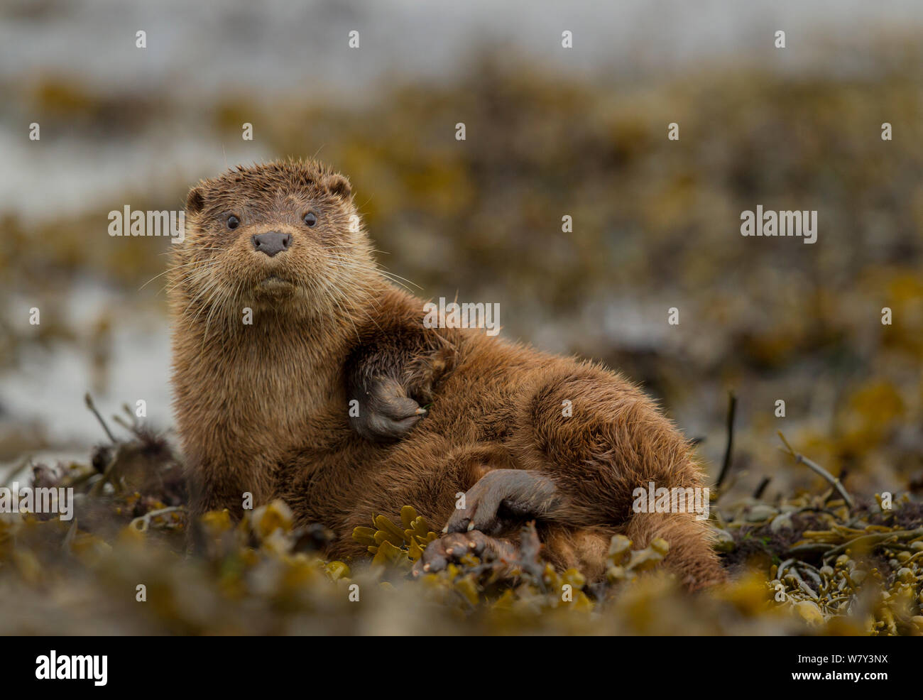 Otter (Lutra lutra) female grooming in seaweed, Mull, Scotland, England, UK, September. Stock Photo